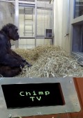 Telewizja szympansów