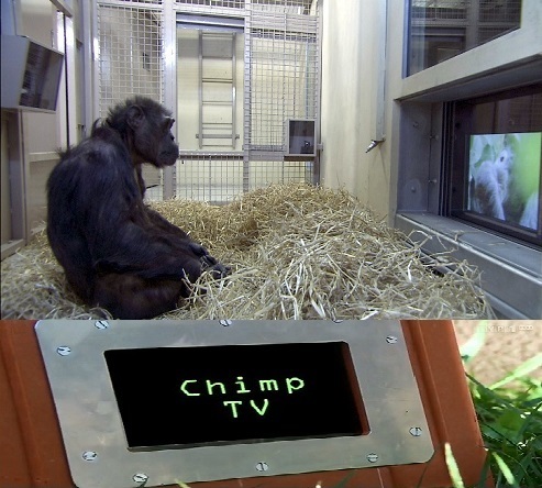 Telewizja szympansów cały film CDA online