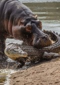 Hipopotam vs Krokodyl