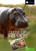 Bliskie spotkania z hipopotamem