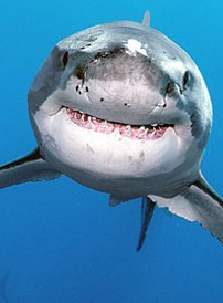Reunion : Wyspa krwiożerczych rekinów